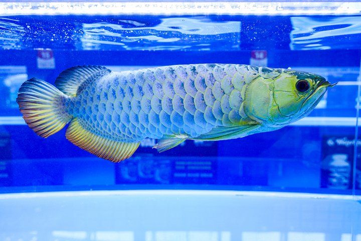 2025 長城杯世界龍虎魟魚錦標賽（頒獎典禮）：2025長城杯世界龍虎魟魚錦標賽頒獎典禮