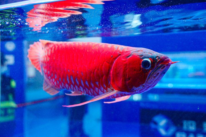 2025 長城杯世界龍虎魟魚錦標賽（頒獎典禮）：2025長城杯世界龍虎魟魚錦標賽頒獎典禮