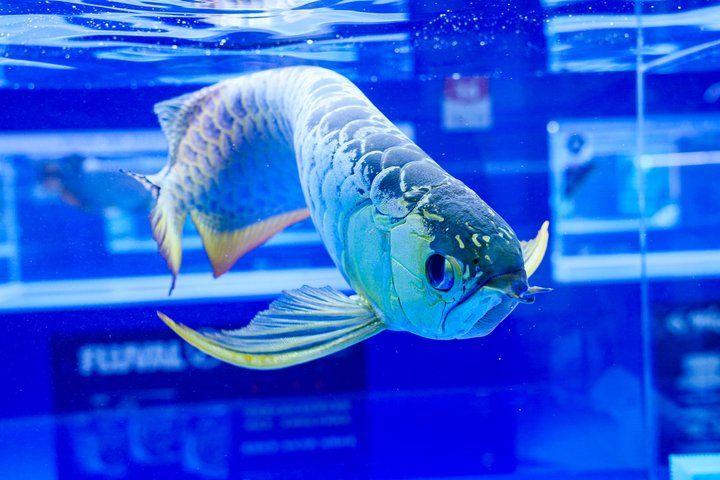 2025 長城杯世界龍虎魟魚錦標賽（頒獎典禮）：2025長城杯世界龍虎魟魚錦標賽頒獎典禮