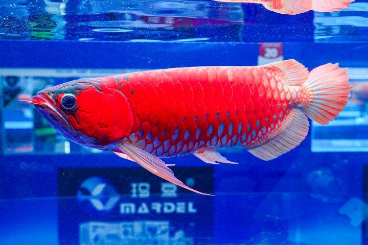 2025 長城杯世界龍虎魟魚錦標賽（頒獎典禮）：2025長城杯世界龍虎魟魚錦標賽頒獎典禮