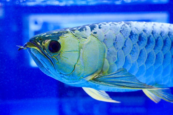 2025 長城杯世界龍虎魟魚錦標賽（頒獎典禮）：2025長城杯世界龍虎魟魚錦標賽頒獎典禮