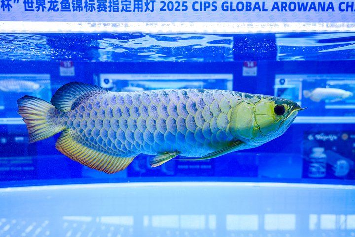 2025 長城杯世界龍虎魟魚錦標賽（頒獎典禮）：2025長城杯世界龍虎魟魚錦標賽頒獎典禮