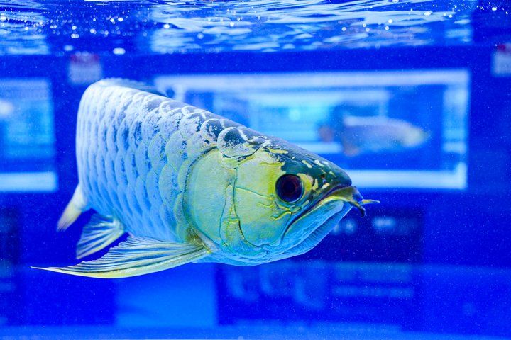 2025 長城杯世界龍虎魟魚錦標賽（頒獎典禮）：2025長城杯世界龍虎魟魚錦標賽頒獎典禮