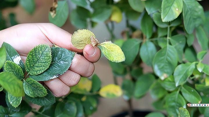 紅龍月季如何預(yù)防病害？：月季病蟲害全解析
