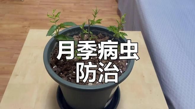 紅龍月季如何預(yù)防病害？：月季病蟲害全解析