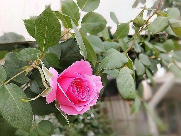 紅龍月季如何預(yù)防病害？：月季病蟲害全解析