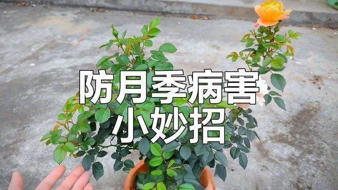 紅龍月季如何預(yù)防病害？：月季病蟲害全解析
