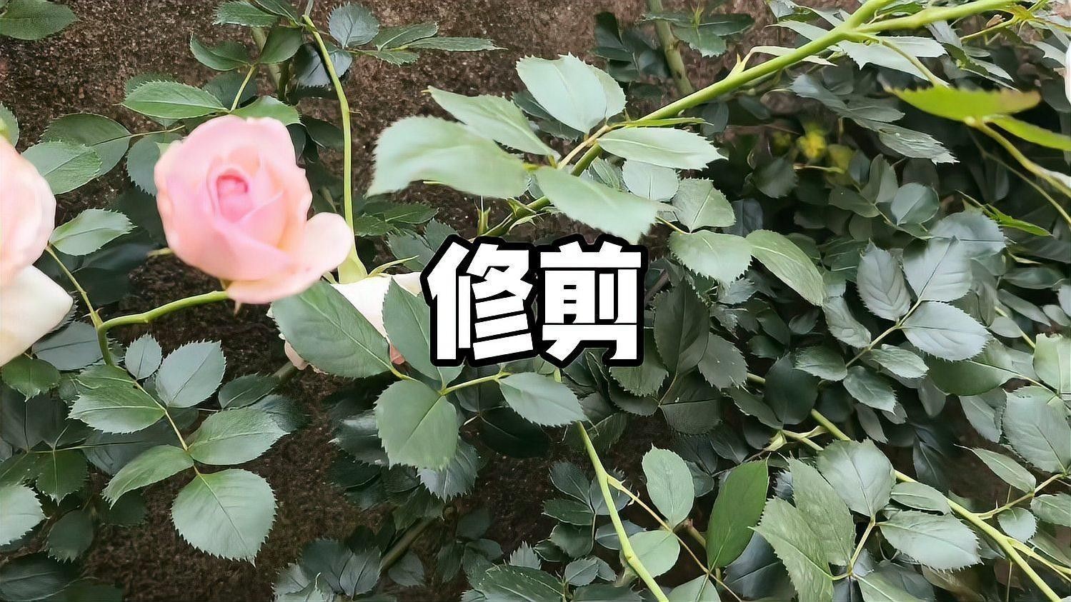 紅龍月季如何預(yù)防病害？：月季病蟲害全解析