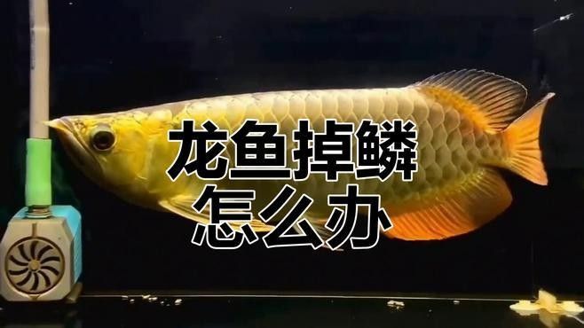 如何判斷龍魚掉鱗是哪種原因：養魚小藝,龍魚掉鱗片是怎么回事