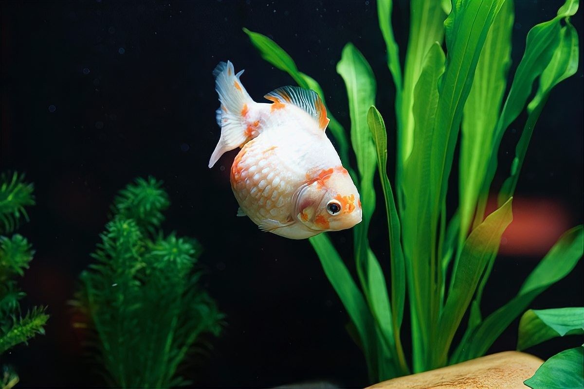 如何判斷金龍魚是否缺氧：金龍魚缺氧前的“求救信號”
