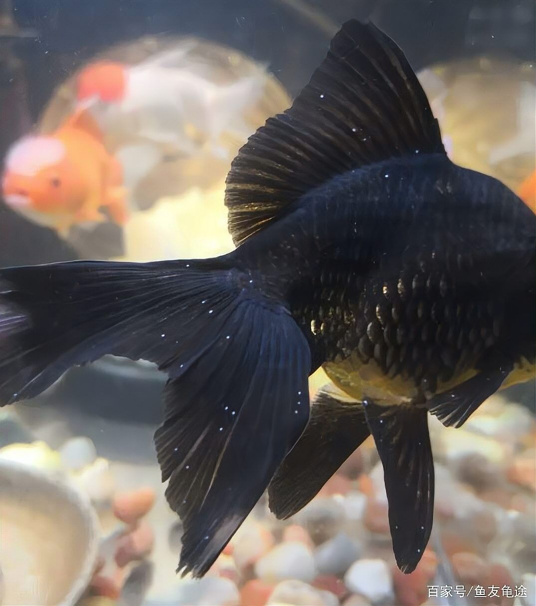 如何預防打粉??？：十年老魚友分享森宛的宛兒,夏季常見魚病打粉病的防治方法