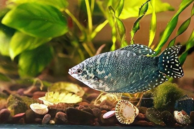 如何預防打粉病？：十年老魚友分享森宛的宛兒,夏季常見魚病打粉病的防治方法