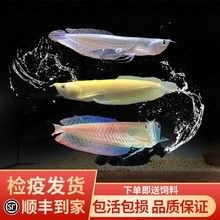 哪里可以買到高品質的紅龍魚苗：北京大型賣觀賞魚市場詳解犯懶大王康康紅龍魚活體魚苗