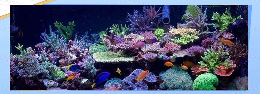 海水缸應該選擇哪種材質：海水缸材質選擇主要涉及玻璃和亞克力兩種主流材質