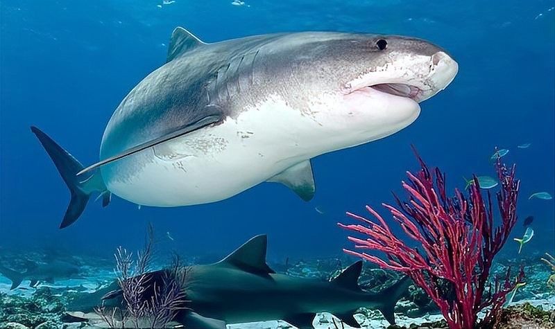 皇帶魚有哪些天敵：皇帶魚為什么不能吃？