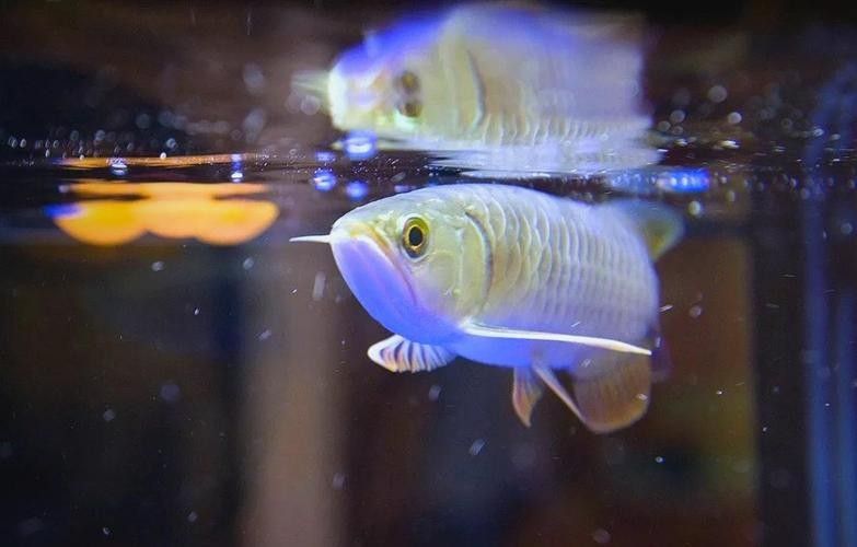 藍色龍魚飼養注意事項:藍色龍魚需要穩定的弱酸性至中性水質(ph6.5-7.5) 龍魚百科 第2張 藍色龍魚飼養注意事項:藍色龍魚需要穩定的弱酸性至中性水質(ph6.5-7.5) 藍色龍魚飼養注意事項:藍色龍魚需要穩定的弱酸性至中性水質(ph6.5-7.5) 龍魚百科 第2張
