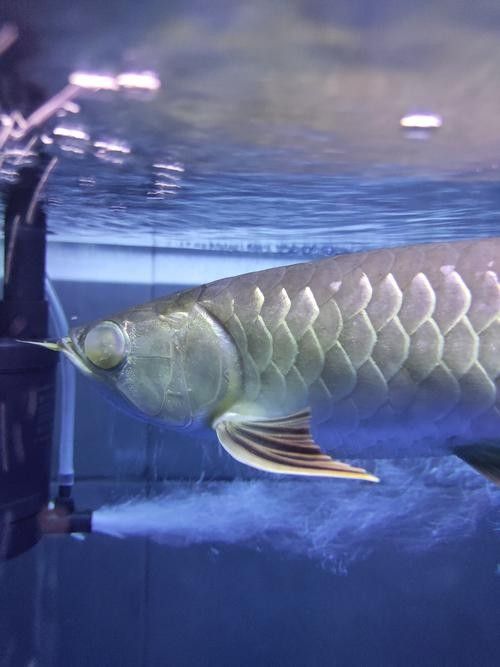 藍色龍魚飼養注意事項:藍色龍魚需要穩定的弱酸性至中性水質(ph6.5-7.5) 龍魚百科 第12張 藍色龍魚飼養注意事項:藍色龍魚需要穩定的弱酸性至中性水質(ph6.5-7.5) 藍色龍魚飼養注意事項:藍色龍魚需要穩定的弱酸性至中性水質(ph6.5-7.5) 龍魚百科 第12張