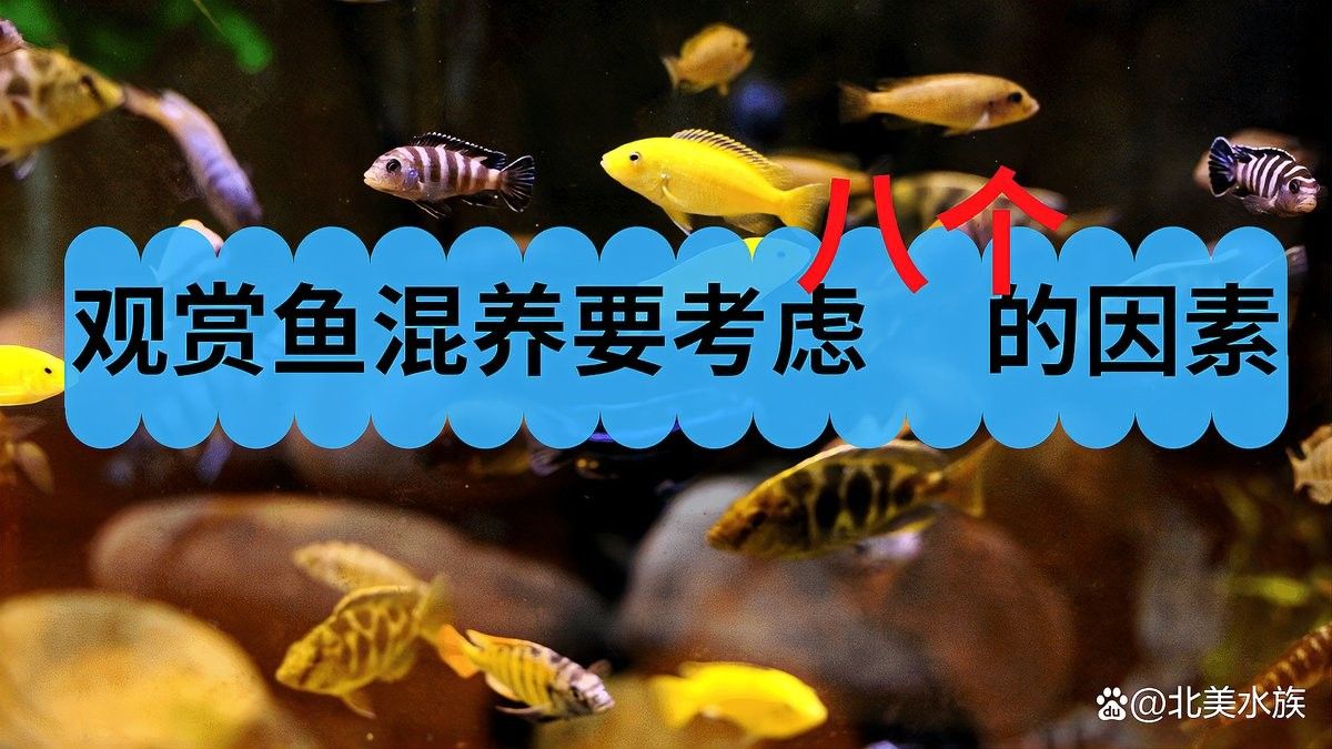 如何判斷兩種魚是否適合混養(yǎng)？：判斷兩種魚是否適合混養(yǎng)需綜合以下關(guān)鍵因素并參考實(shí)際案例與動(dòng)態(tài)觀察 如何判斷兩種魚是否適合混養(yǎng)？：判斷兩種魚是否適合混養(yǎng)需綜合以下關(guān)鍵因素并參考實(shí)際案例與動(dòng)態(tài)觀察 龍魚百科 第3張