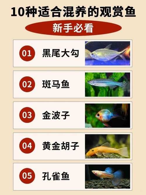 能提供更多混養(yǎng)魚(yú)類(lèi)的圖片嗎：關(guān)于混養(yǎng)魚(yú)類(lèi)的圖片資源推薦