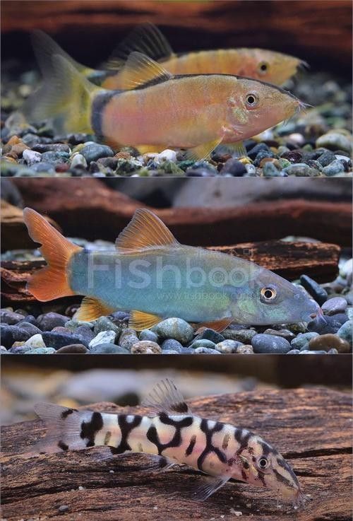 能提供更多混養(yǎng)魚(yú)類(lèi)的圖片嗎：關(guān)于混養(yǎng)魚(yú)類(lèi)的圖片資源推薦