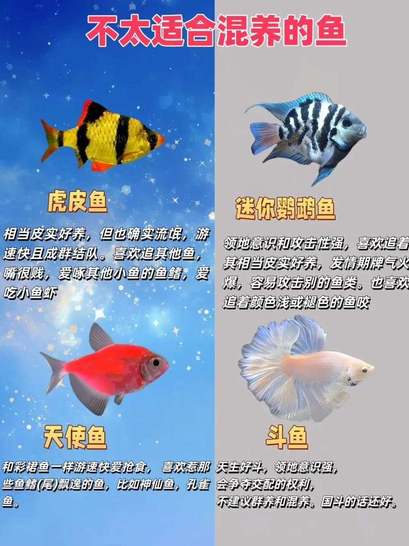 能提供更多混養(yǎng)魚(yú)類(lèi)的圖片嗎：關(guān)于混養(yǎng)魚(yú)類(lèi)的圖片資源推薦