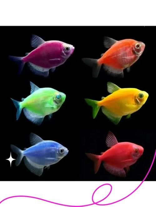 能提供更多混養(yǎng)魚(yú)類(lèi)的圖片嗎：關(guān)于混養(yǎng)魚(yú)類(lèi)的圖片資源推薦