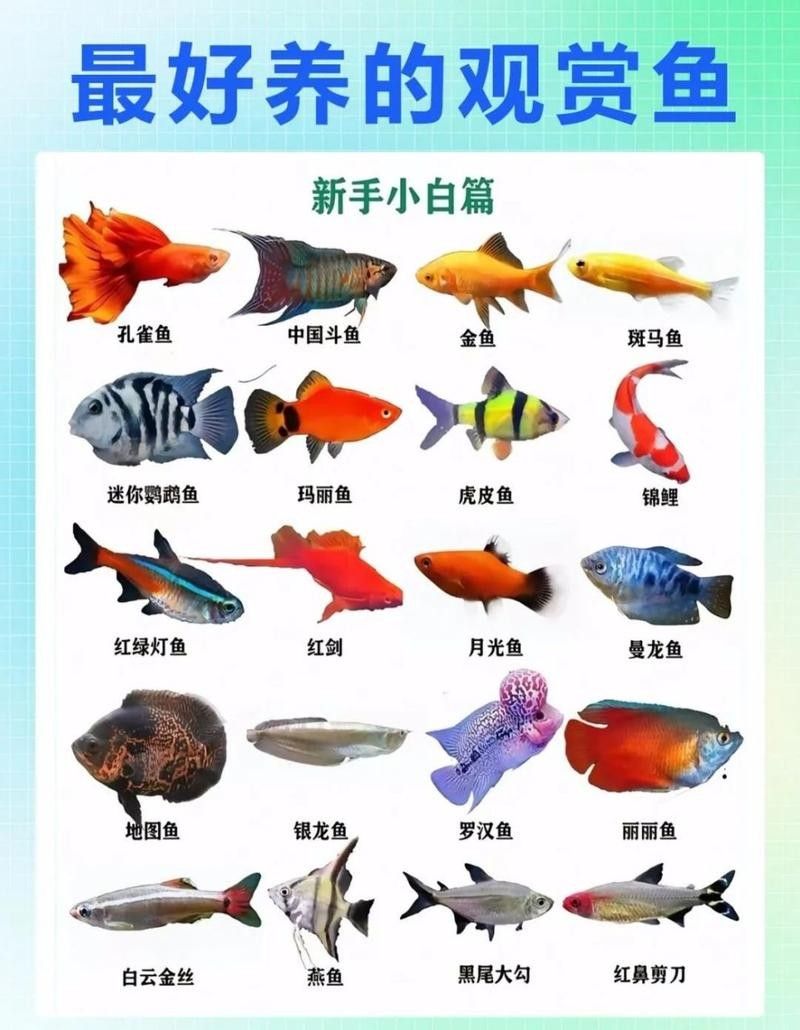 能提供更多混養(yǎng)魚(yú)類(lèi)的圖片嗎：關(guān)于混養(yǎng)魚(yú)類(lèi)的圖片資源推薦