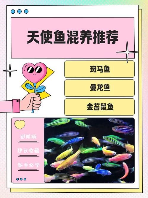 能提供更多混養(yǎng)魚(yú)類(lèi)的圖片嗎：關(guān)于混養(yǎng)魚(yú)類(lèi)的圖片資源推薦