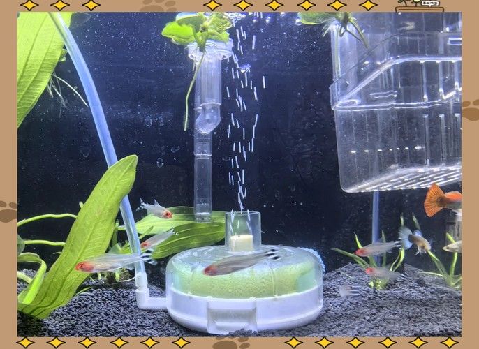 能提供更多混養(yǎng)魚(yú)類(lèi)的圖片嗎：關(guān)于混養(yǎng)魚(yú)類(lèi)的圖片資源推薦