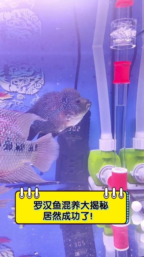 能提供更多混養(yǎng)魚(yú)類(lèi)的圖片嗎：關(guān)于混養(yǎng)魚(yú)類(lèi)的圖片資源推薦