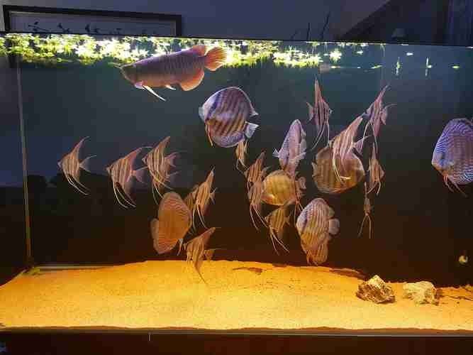 能提供更多混養(yǎng)魚(yú)類(lèi)的圖片嗎：關(guān)于混養(yǎng)魚(yú)類(lèi)的圖片資源推薦