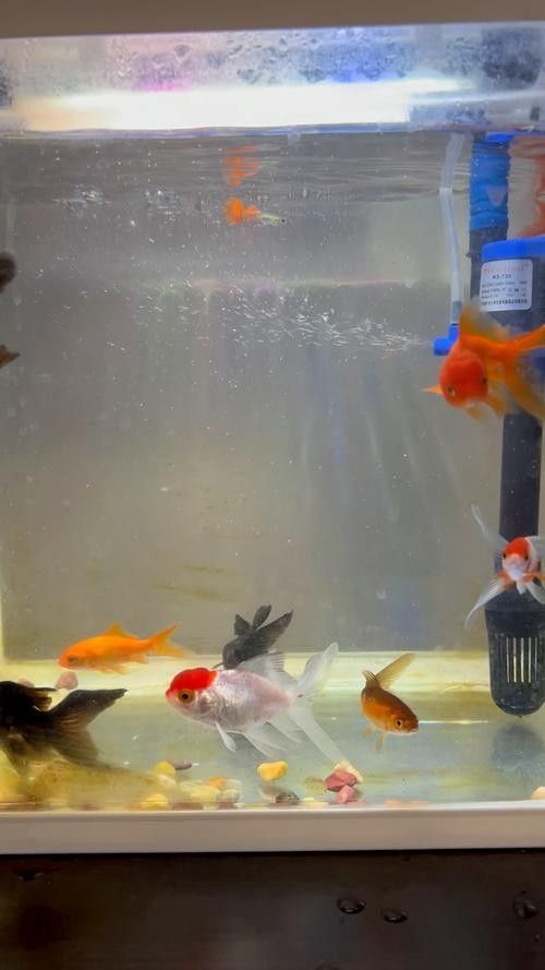 能提供更多混養(yǎng)魚(yú)類(lèi)的圖片嗎：關(guān)于混養(yǎng)魚(yú)類(lèi)的圖片資源推薦