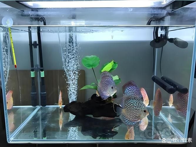 能提供更多混養(yǎng)魚(yú)類(lèi)的圖片嗎：關(guān)于混養(yǎng)魚(yú)類(lèi)的圖片資源推薦