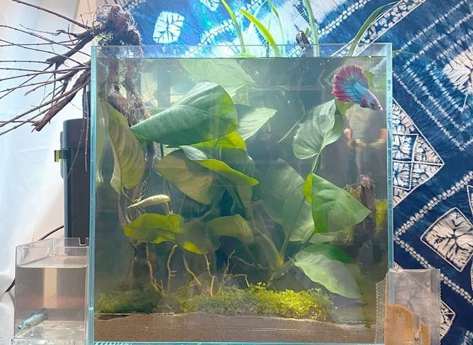 能提供更多混養(yǎng)魚(yú)類(lèi)的圖片嗎：關(guān)于混養(yǎng)魚(yú)類(lèi)的圖片資源推薦