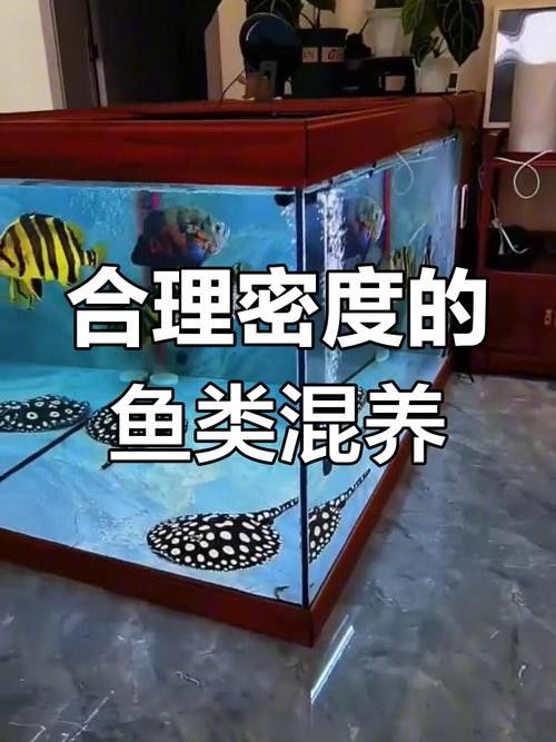 能提供更多混養(yǎng)魚(yú)類(lèi)的圖片嗎：關(guān)于混養(yǎng)魚(yú)類(lèi)的圖片資源推薦