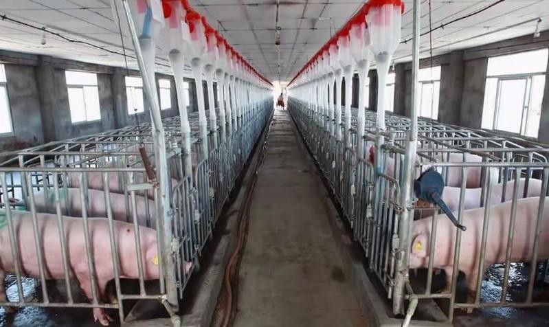這些養殖場中哪家規模最大？：中國養殖行業中規模最大的十大養豬場