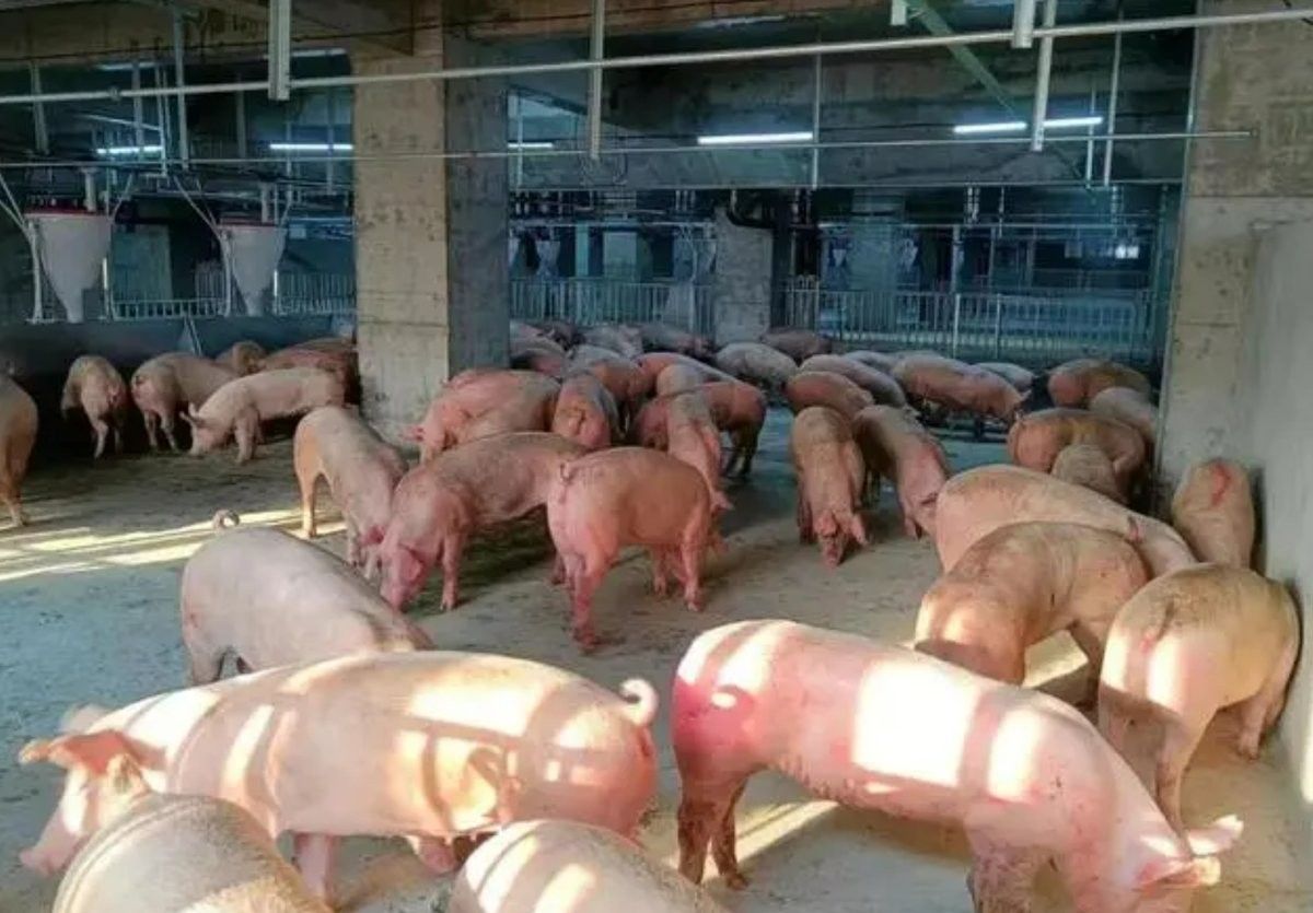 這些養殖場中哪家規模最大？：中國養殖行業中規模最大的十大養豬場
