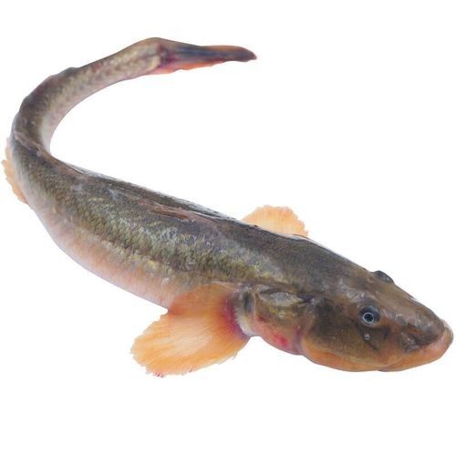 小龍魚的價格范圍是多少？：小龍魚價格范圍因品種和用途不同而差異較大