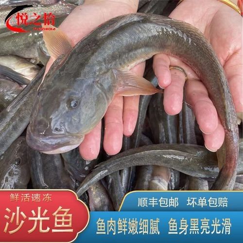 小龍魚的價格范圍是多少？：小龍魚價格范圍因品種和用途不同而差異較大