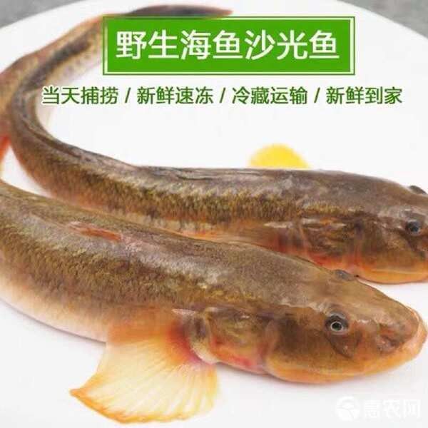 小龍魚的價格范圍是多少？：小龍魚價格范圍因品種和用途不同而差異較大