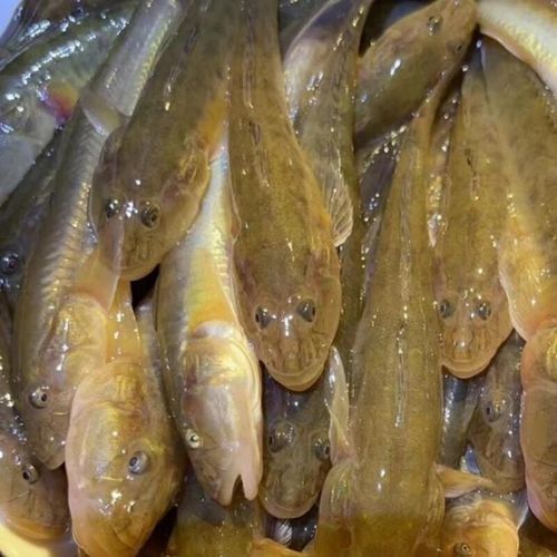 小龍魚的價格范圍是多少？：小龍魚價格范圍因品種和用途不同而差異較大