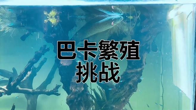 巴卡雷龍繁殖周期是多久？：亞洲珍稀巴卡雷龍:繁殖難題與高觀賞價值