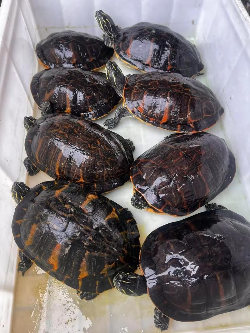 如何避免火焰龜咬傷龍魚：火焰龜40問之第15問