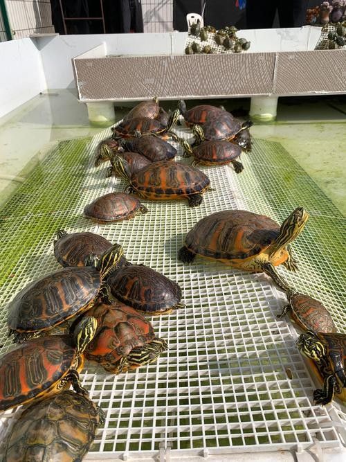 如何避免火焰龜咬傷龍魚：火焰龜40問之第15問