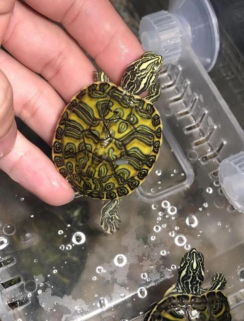 如何避免火焰龜咬傷龍魚：火焰龜40問之第15問