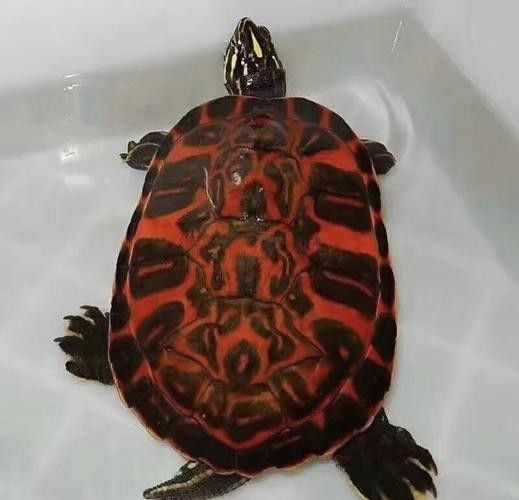 如何避免火焰龜咬傷龍魚：火焰龜40問之第15問