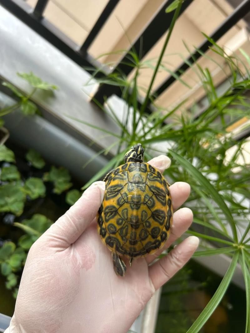 如何避免火焰龜咬傷龍魚：火焰龜40問之第15問