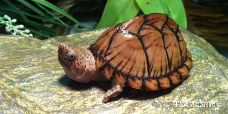 如何避免火焰龜咬傷龍魚：火焰龜40問之第15問