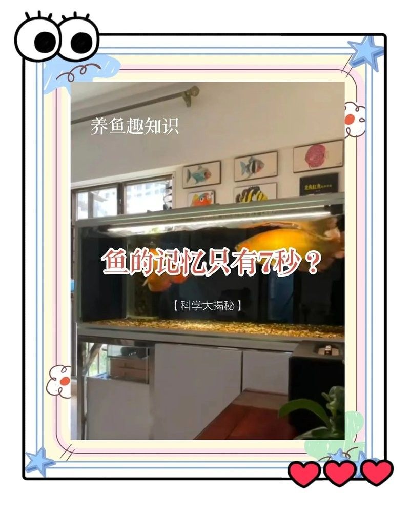 龍魚能記住主人多久？：影視奇事，魚的記憶只有7秒的奇妙之旅