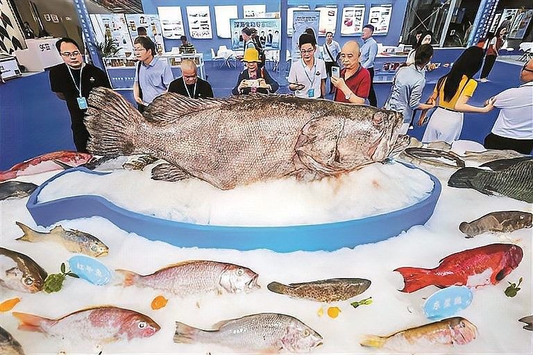 海水龍魚的價格是多少：如何判斷海水龍魚的品種 海水龍魚的價格是多少：如何判斷海水龍魚的品種 龍魚百科 第9張
